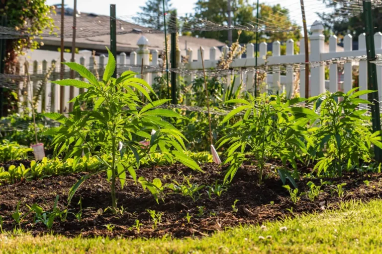 how-to-grow-cannabis-at-home